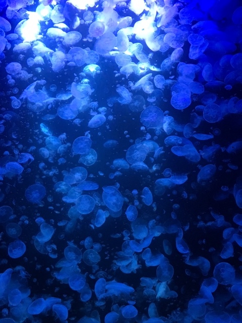 クラゲ水族館とは？世界一たくさんの種類のくらげを展示する水族館をご紹介！