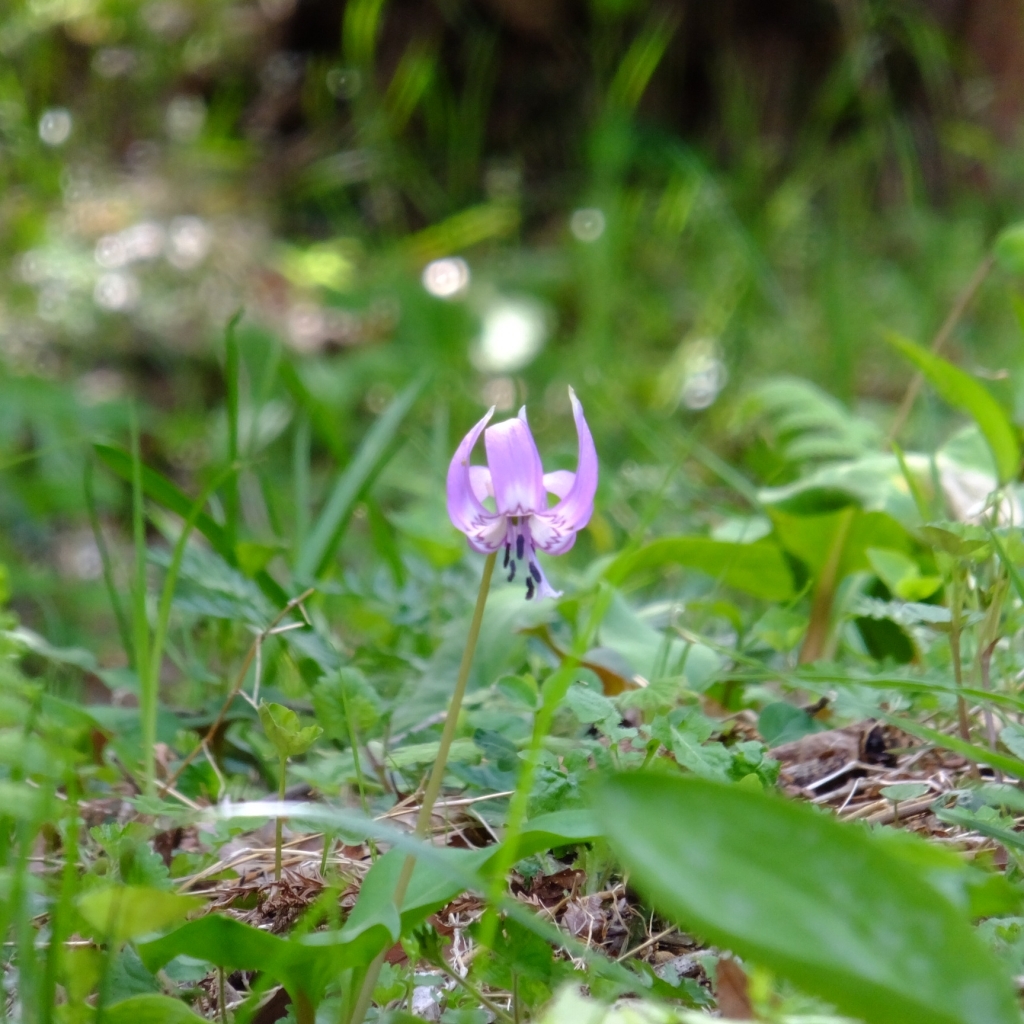 城山かたくりの里の観光情報をご紹介！開花の時期や見頃、行き方は？