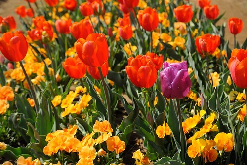 佐倉チューリップフェスタの見どころは？見頃の時期やアクセス情報をご紹介！