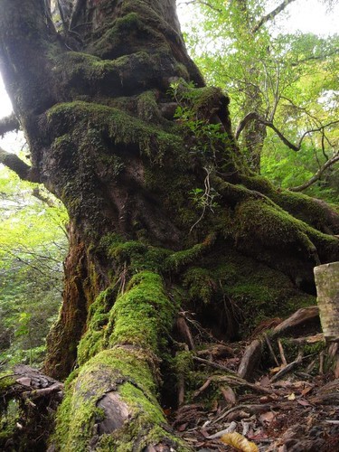 屋久島旅行で人気のプランやツアーご紹介！おすすめの季節や日数は？