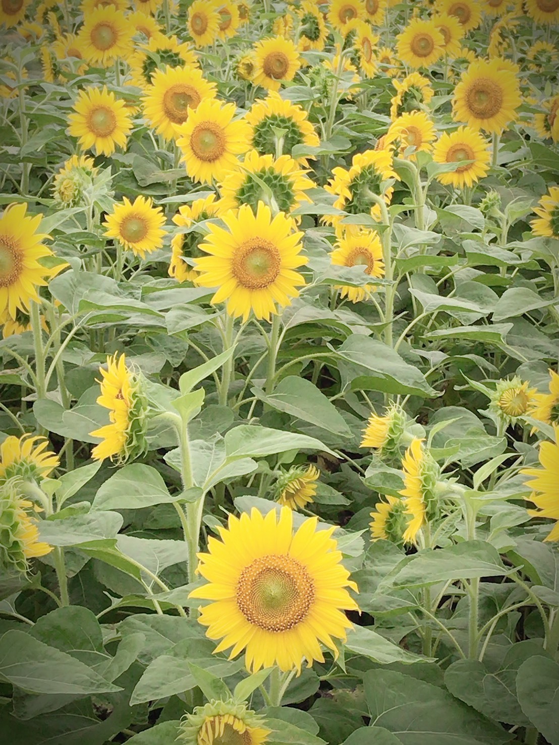 愛知のデートスポットおすすめ40選！話題の場所など楽しいスポットをご紹介！