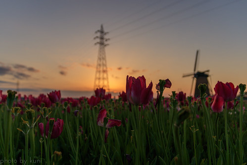 佐倉のおすすめ観光スポット9選！歴史ある城下町の名所をご紹介！