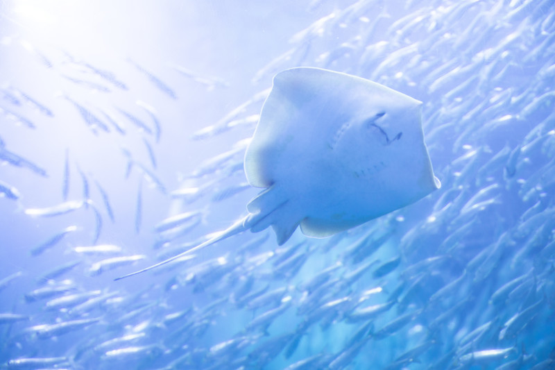 北海道の魅力ある水族館5選！観光で楽しめる人気の水族館をご紹介！