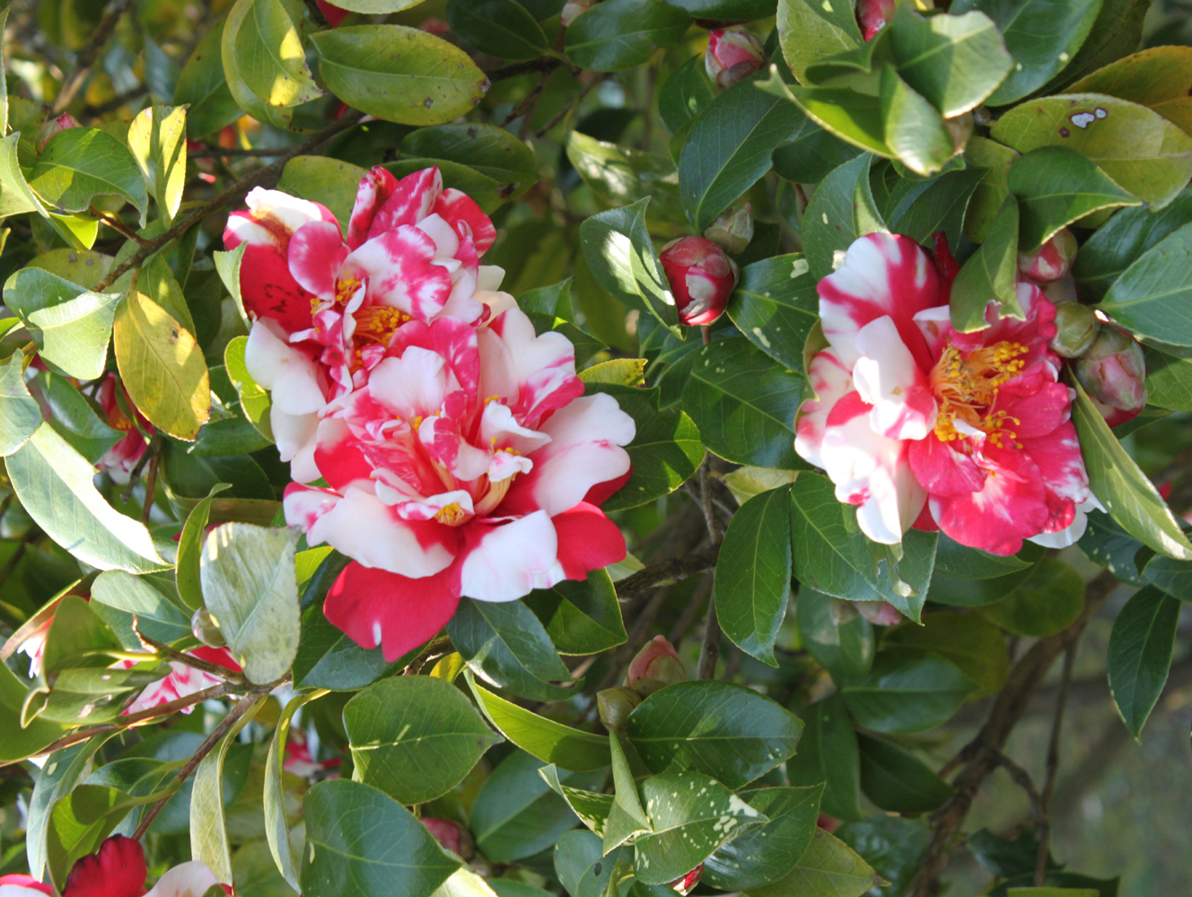 伊豆大島を楽しむ観光プランをご紹介!人気の観光地を楽しもう!