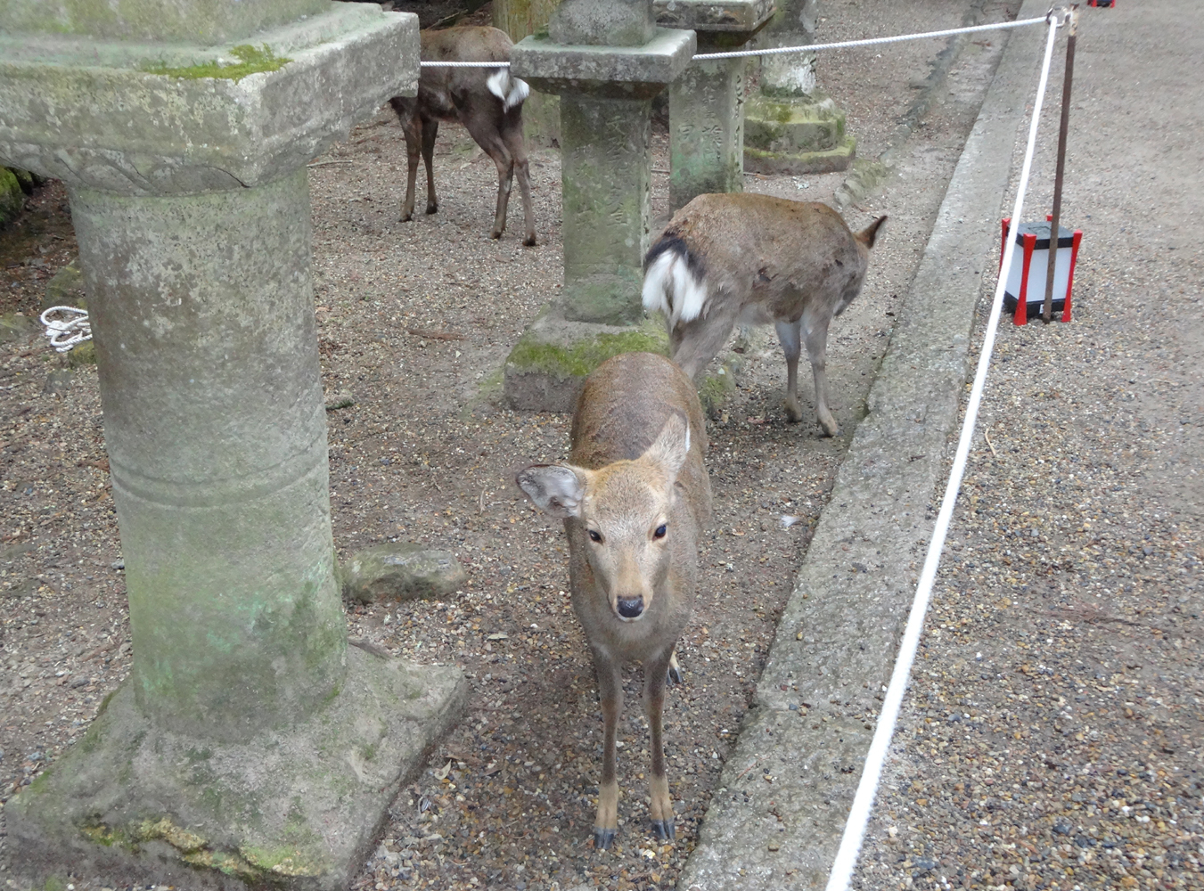 冬におすすめの奈良観光プラン22選！人気の名所やまったり散策プランも！