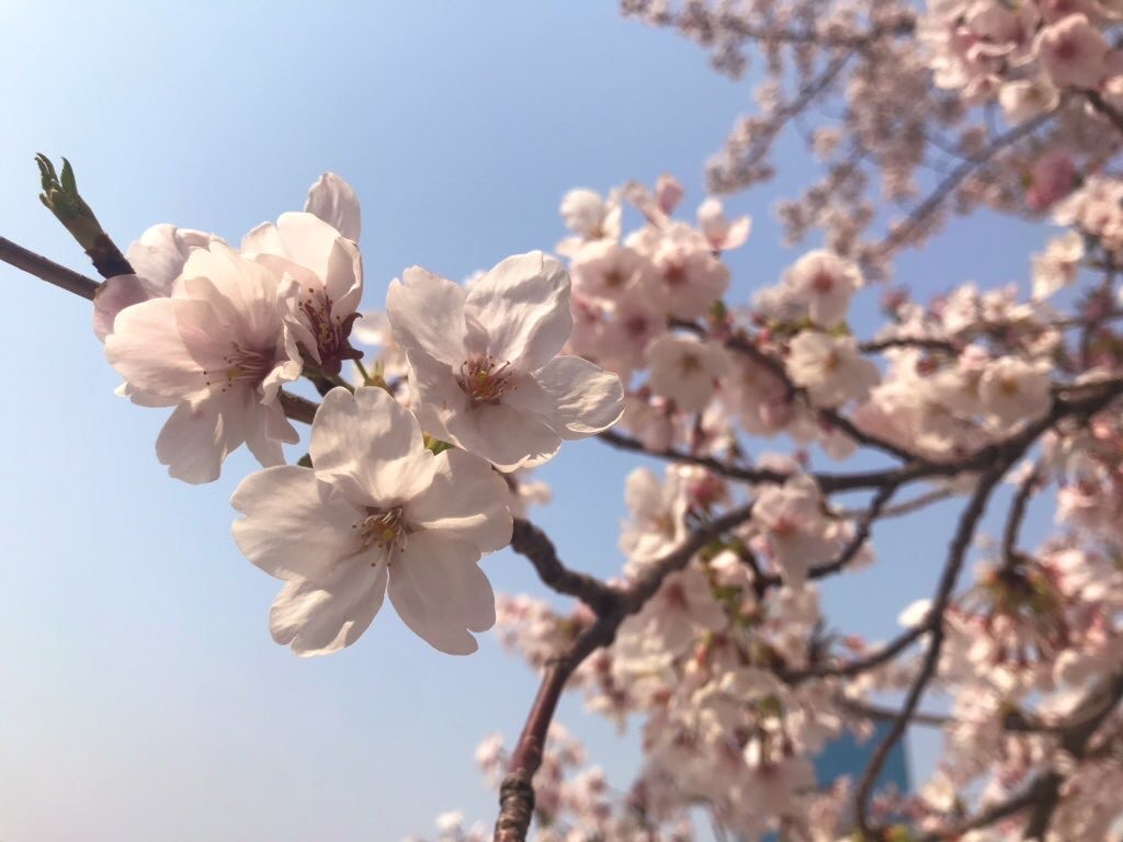 冬の山形絶景観光スポット11選！人気の名所や穴場の観光地をご紹介！