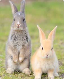 家族で行きたい冬の広島観光スポット8選！子供も満足の見どころをご紹介！