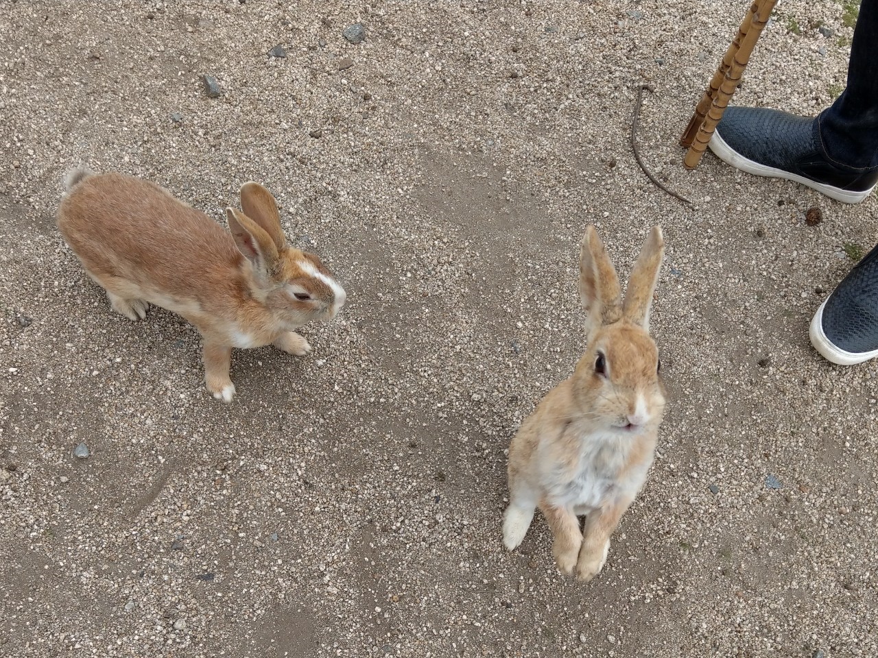 冬の広島でおすすめのデートスポット6選！観光名所や見どころをご紹介！