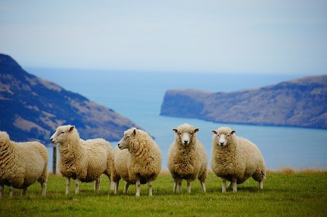 ニュージーランド観光で知っておきたい情報をご紹介！見どころは？