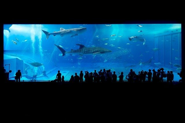 関東の人気水族館おすすめ11選！大きいところや入場料が安い場所もご紹介！
