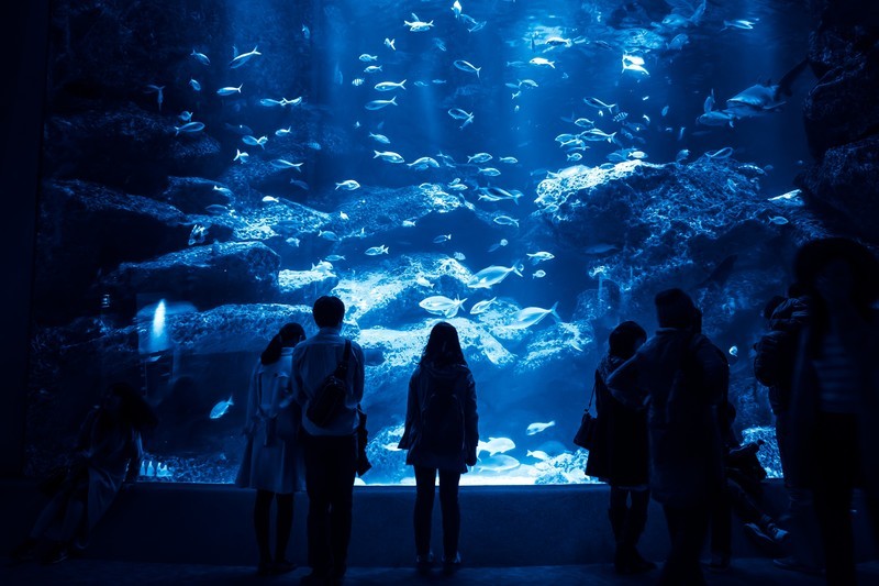 関東にあるデートでおすすめの水族館ベスト10！人気のスポットをご紹介！