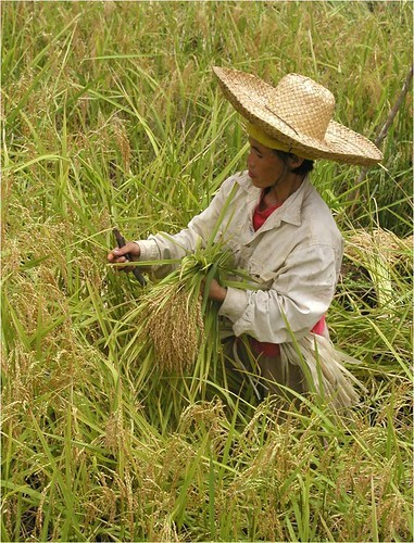 フィリピンの永住権「クオータービザ」の取得条件は？
