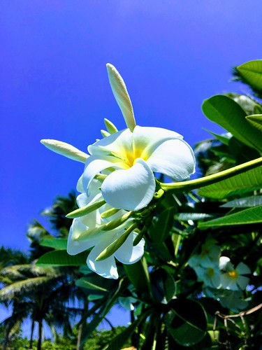 スリランカで本格アーユルヴェーダ!体験すると何が変わる?