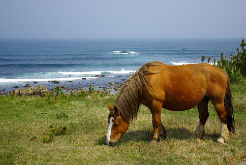 尻屋崎の見どころは？寒立馬が暮らす岬の魅力ある風景を余すとこなくご紹介！
