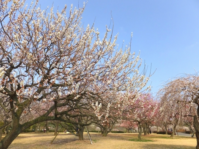 偕楽園の駐車場はどこがおすすめ？周辺の安い＆穴場の駐車場をご紹介！