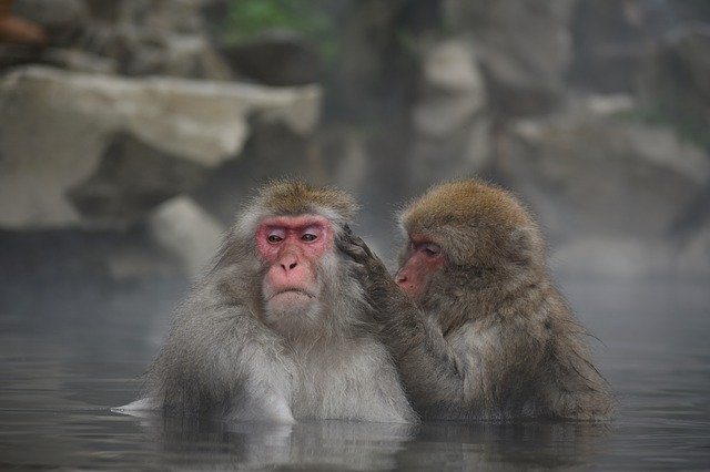 スノーモンキーを見に行こう！地獄谷の温泉につかるかわいい猿をご紹介！