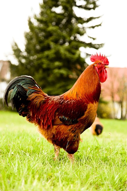 高知の絶品地鶏「土佐ジロー」食事からスイーツまで絶品グルメをご紹介！