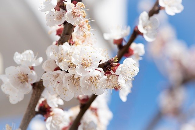 水戸の梅まつりの見どころを解説!2020年の開花時期はいつ頃?