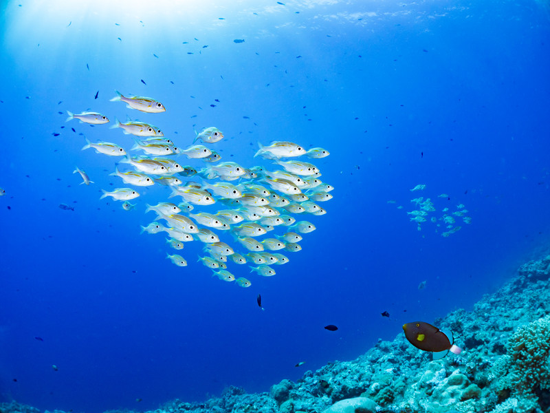 ダイビングで使えるカメラは？おすすめ商品5選と選ぶポイントをご紹介！