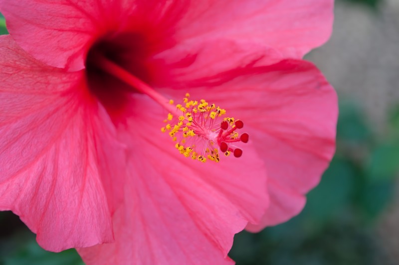 ハワイでよく見るあの花の名前は？有名な8種類の植物の特徴や花言葉を解説！