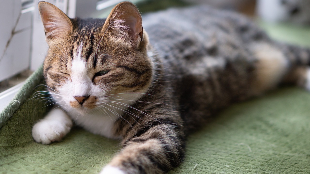 猫を飼っていても旅行はできる！旅行中の餌やトイレなどの13個の対策をご紹介！