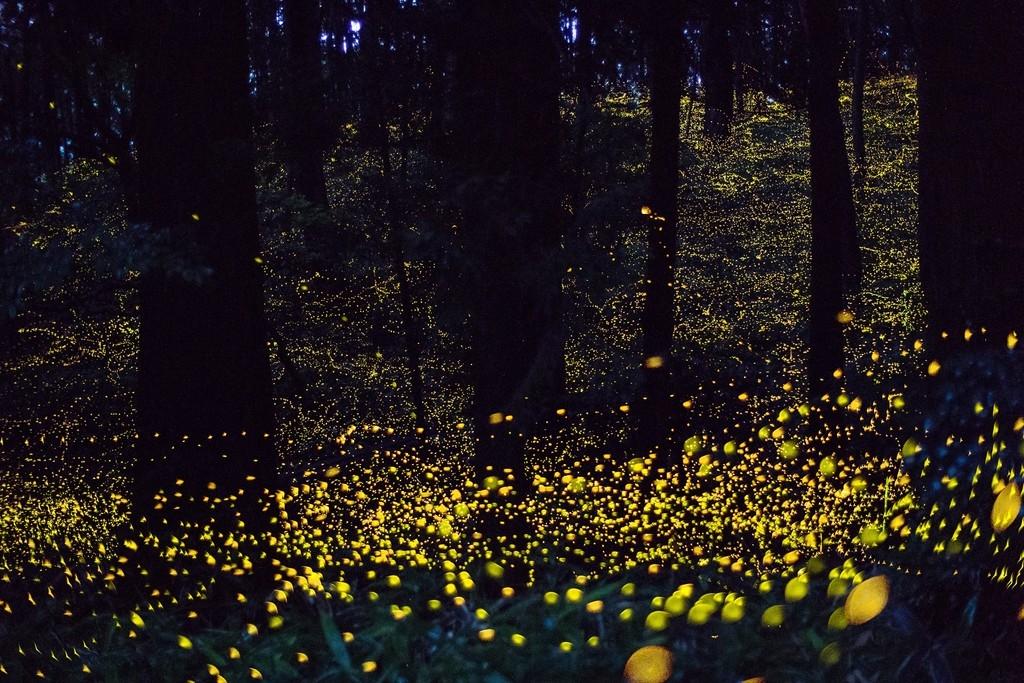 岡山のホタルが見られるスポット13選！名所や穴場観賞スポットをご紹介！