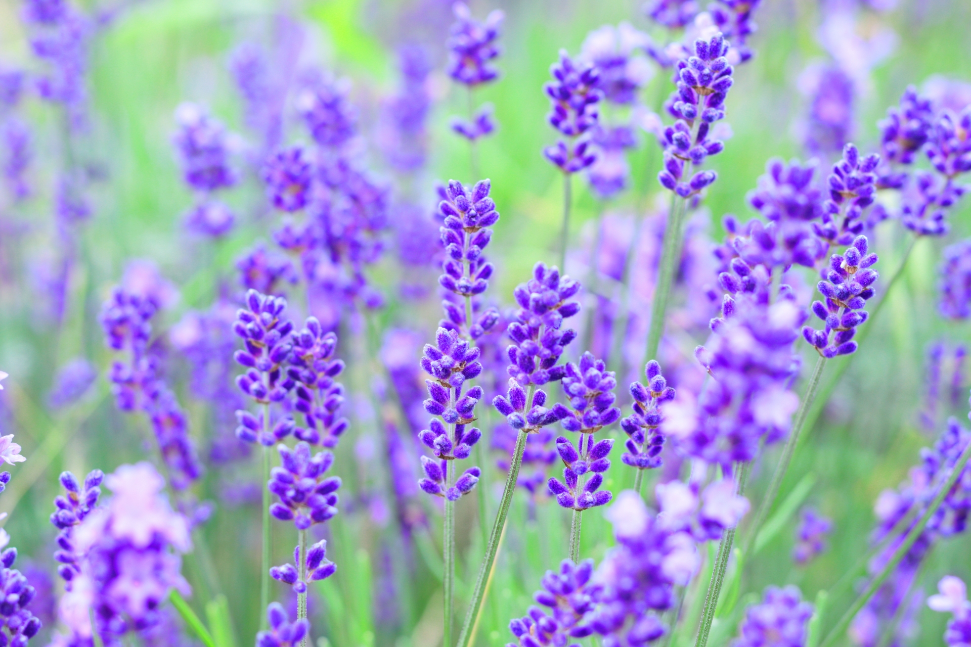 北海道で見られる花8選!絶景のおすすめ名所スポットもご紹介!