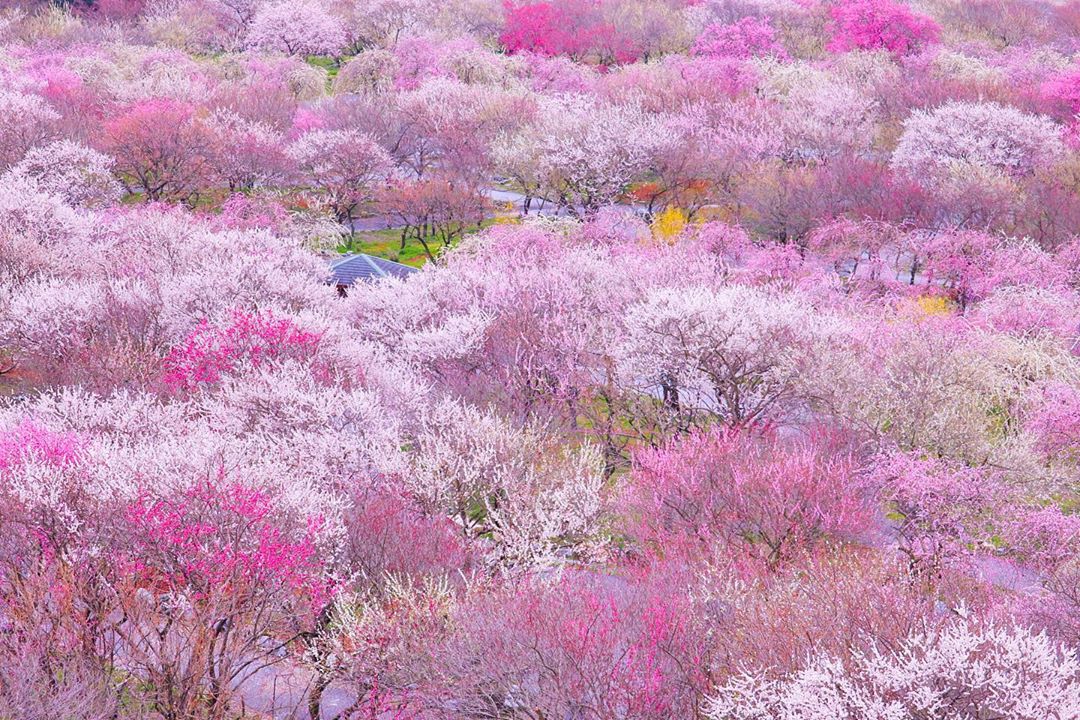 日本全国の有名な梅まつり16選！人気の名所や穴場のスポットをご紹介！
