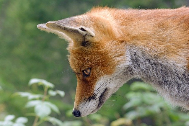 有名な狐の妖怪16選！かっこいい伝説の存在の由来や能力を解説！