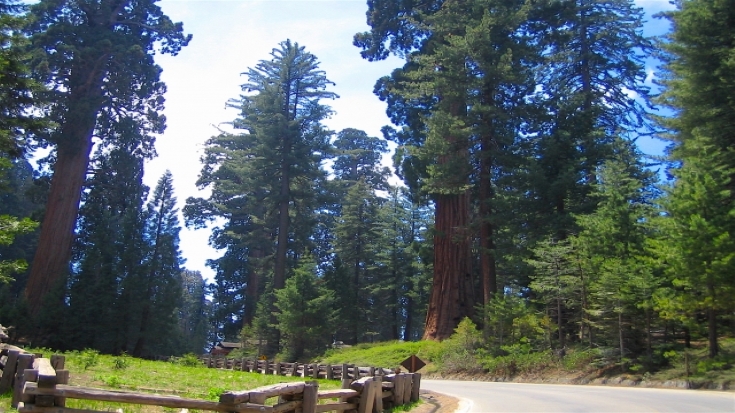 世界一のジャイアントセコイアの大きさは？セコイアオスギの特徴を解説！