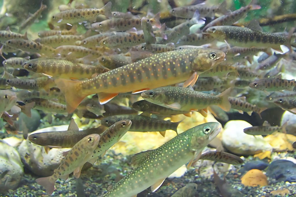 オショロコマは北海道にしか生息しない絶滅危惧種のレアな魚！