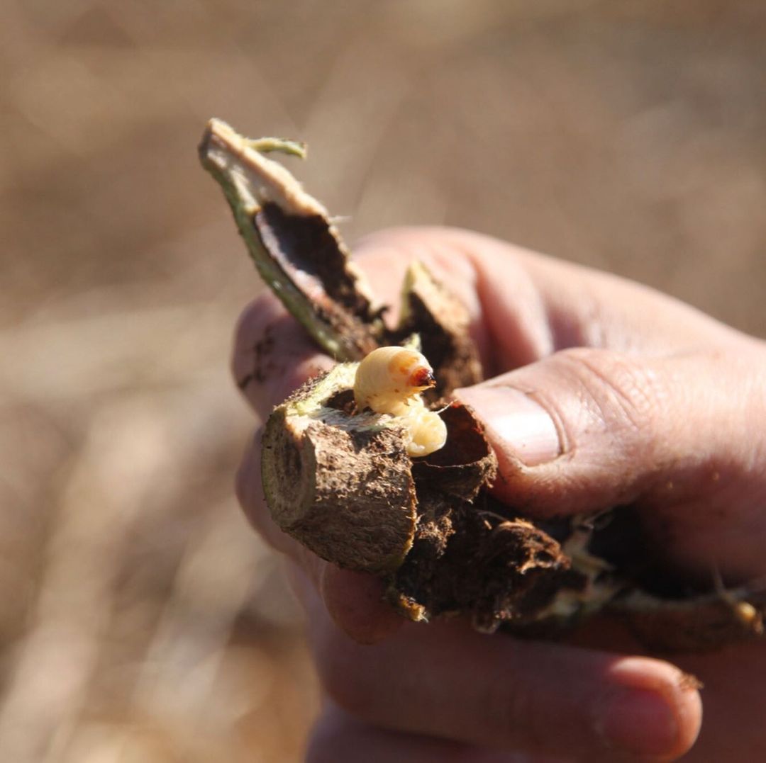 フェモラータオオモモブトハムシは絶品な昆虫？特徴や食べ方まで解説！
