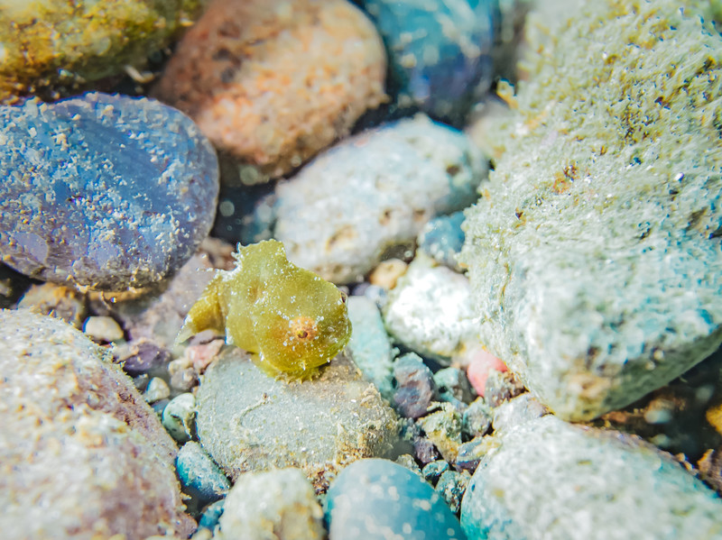 ダンゴウオってどんな魚?ちっちゃくてかわいいけど家でも飼育できる?