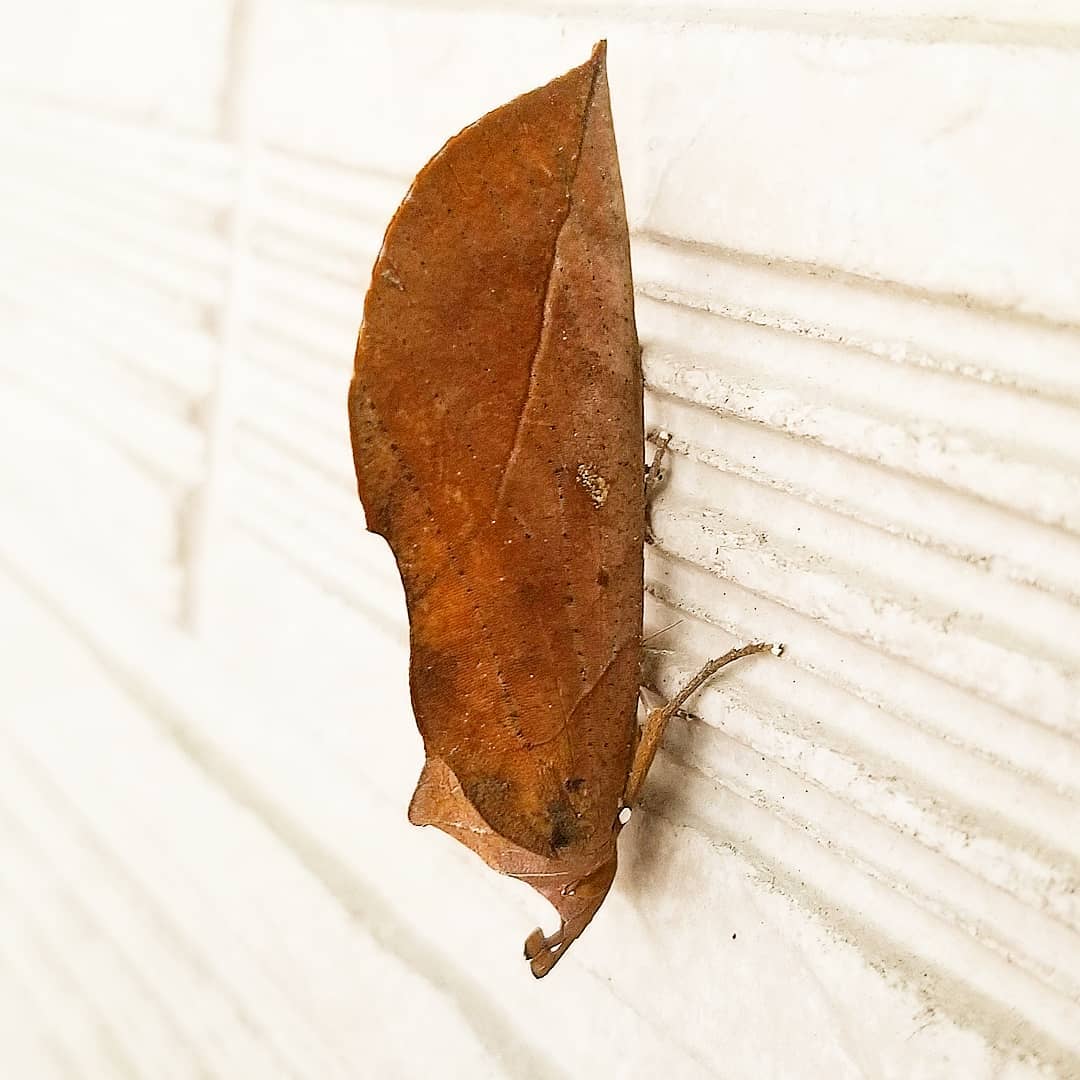 アケビコノハとは？枯れ葉そっくりのおもしろい蛾の特徴をご紹介！