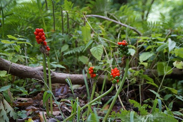 マムシグサはどんな植物?特徴から食べ方まで徹底解説!