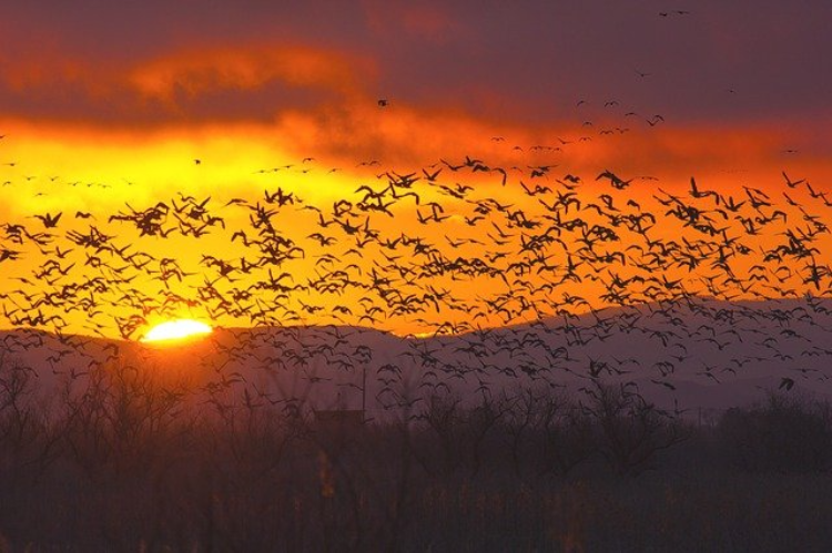 美唄の「宮島沼」ってどんなところ？北海道観光で絶対行きたい自然豊かなスポットをご紹介！