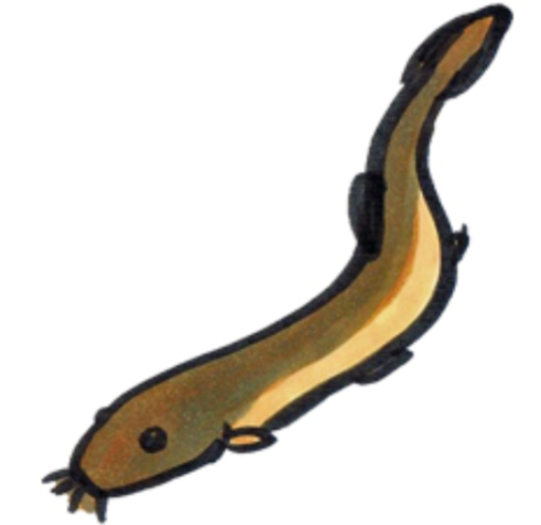 どじょう豆腐って何？どじょうにとっては地獄のような鍋をご紹介！