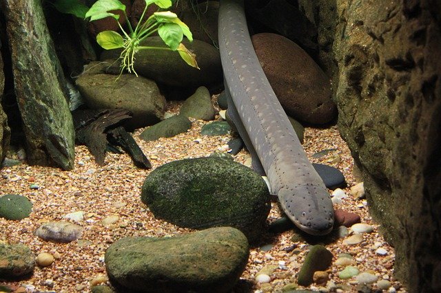 ヌタウナギはぬるぬるすぎてヤバい!粘液のせいで事故も起きた!?