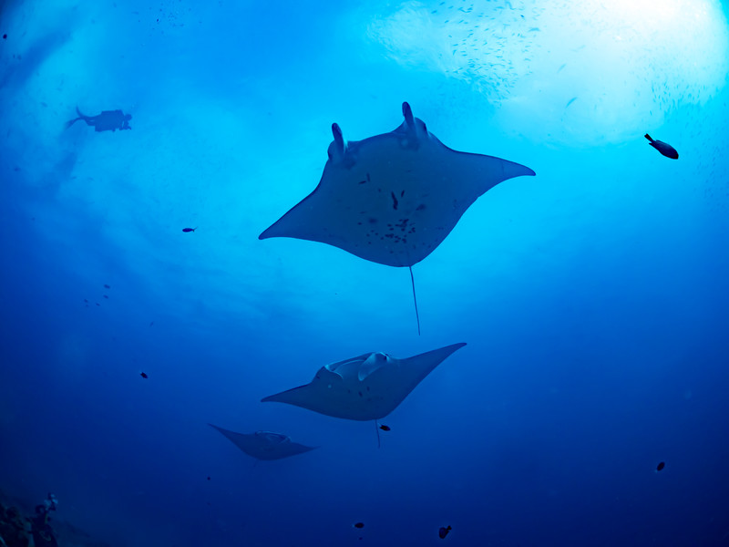 ダイビング用のカメラは何がおすすめ?水中で使える防水カメラをご紹介!