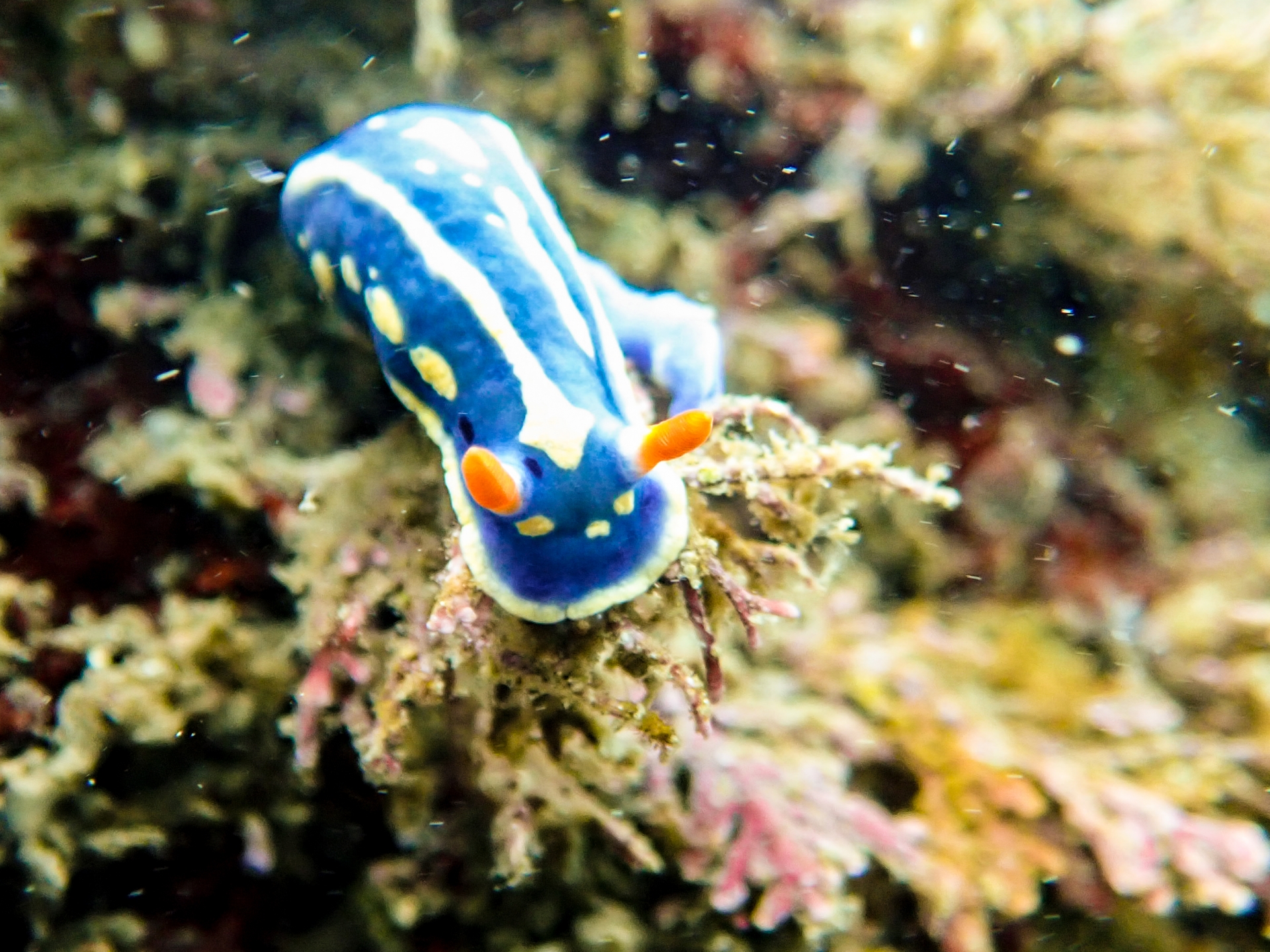 ウミウシってどんな生物？ナメクジそっくりのウミウシの生態を解説！